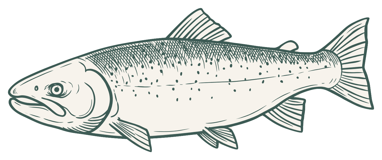 Saumon Atlantique biologique entier