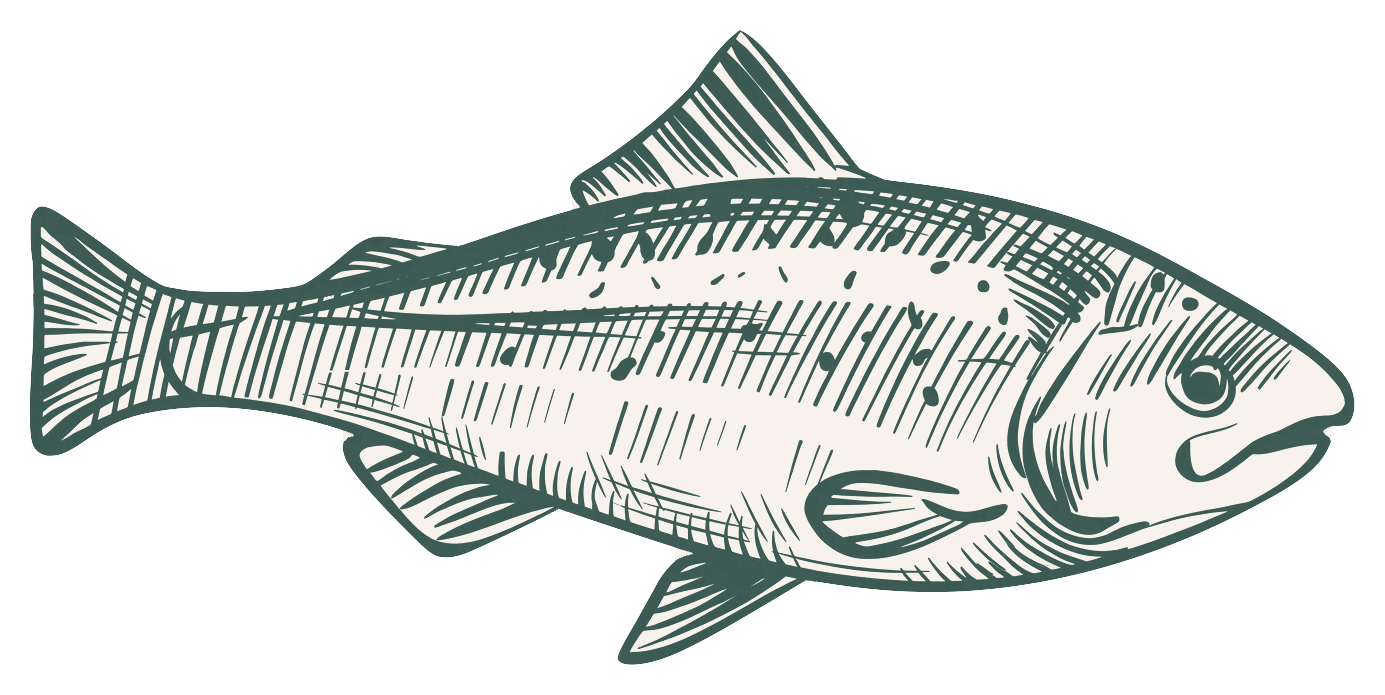 Saumon Atlantique entier