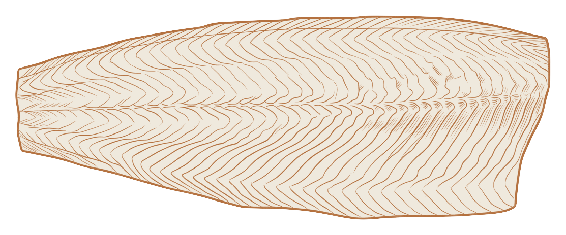 Filet de truite vu du dessus